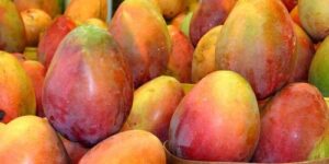 African Mango 6000 - zamiennik - ulotka - producent - premium 